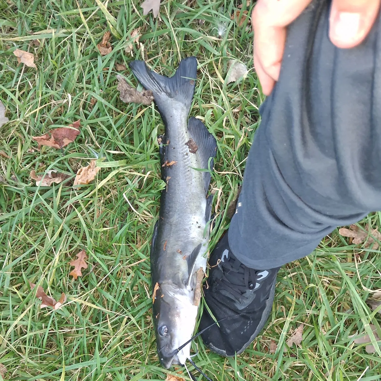 Channel catfish caught on Fishbrain