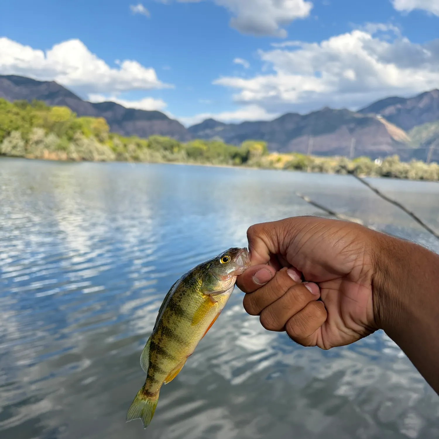 Yellow perch caught on Fishbrain