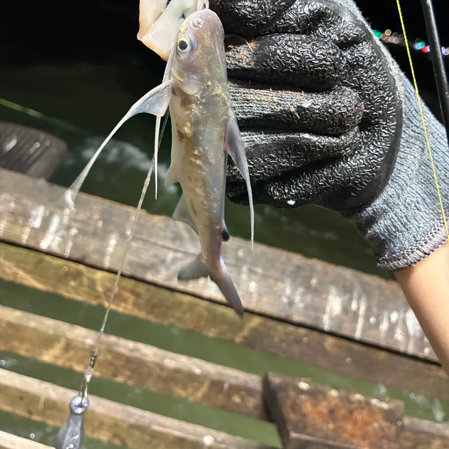 Gafftopsail sea catfish caught on Fishbrain