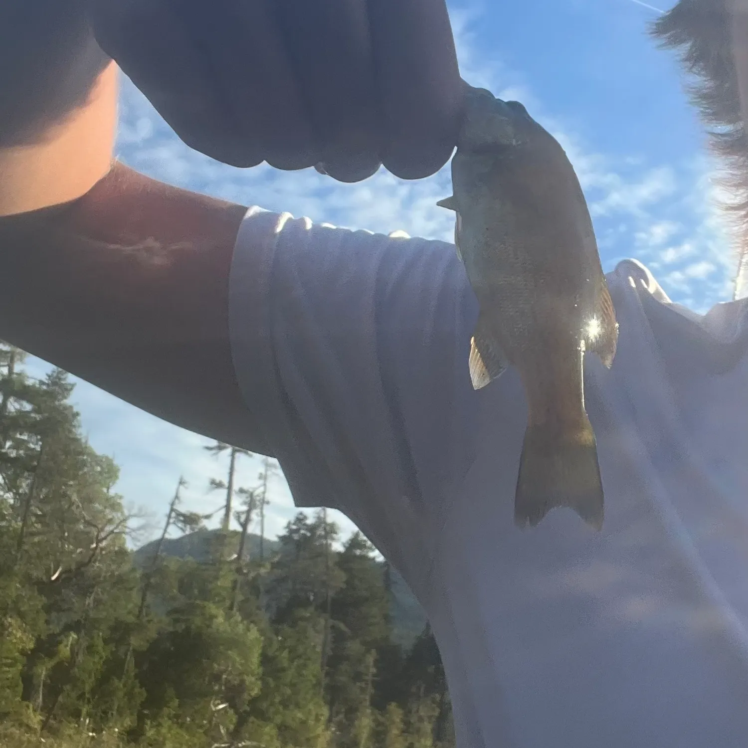 Smallmouth bass caught on Fishbrain