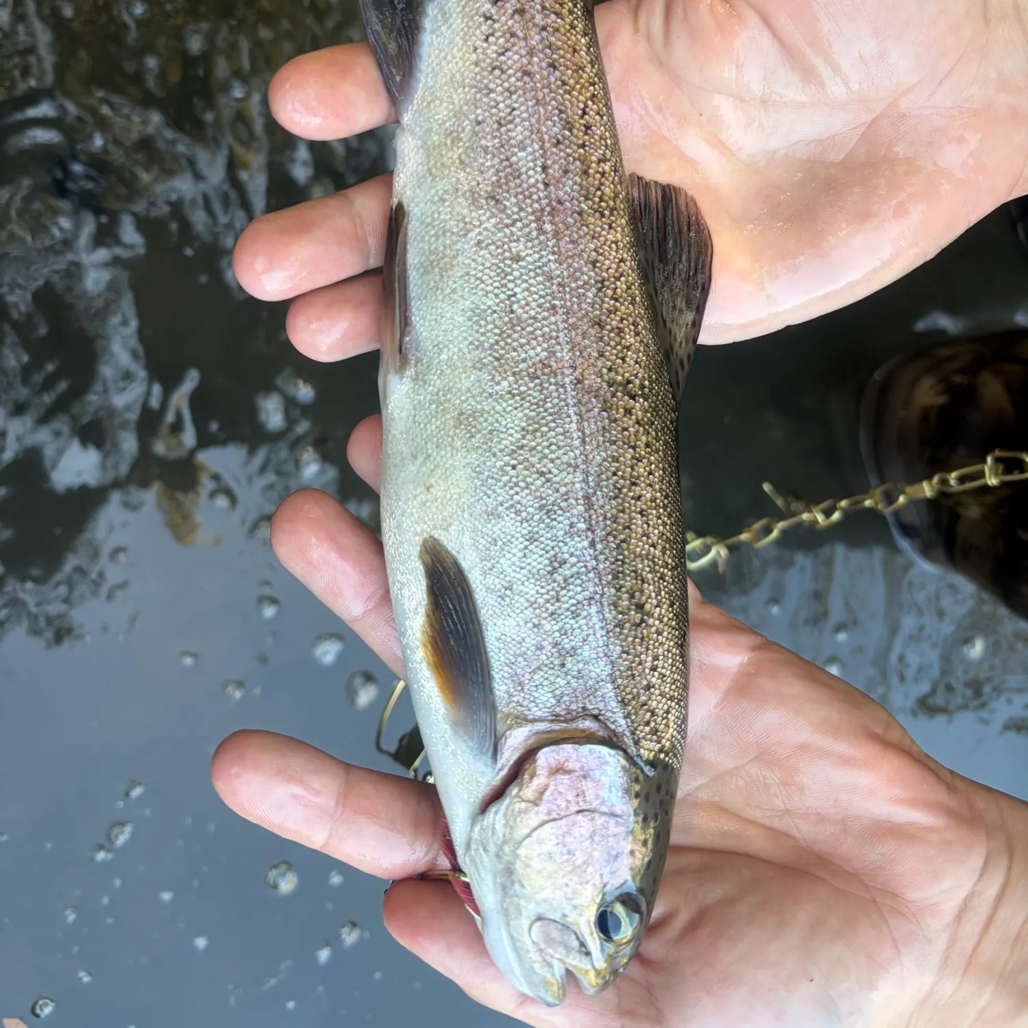 Rainbow trout caught on Fishbrain