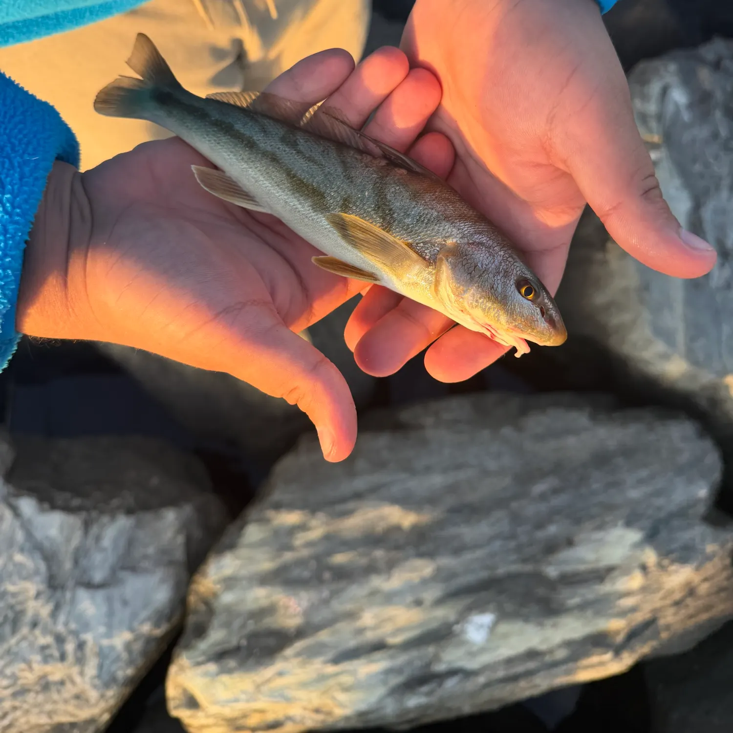 Northern kingcroaker caught on Fishbrain
