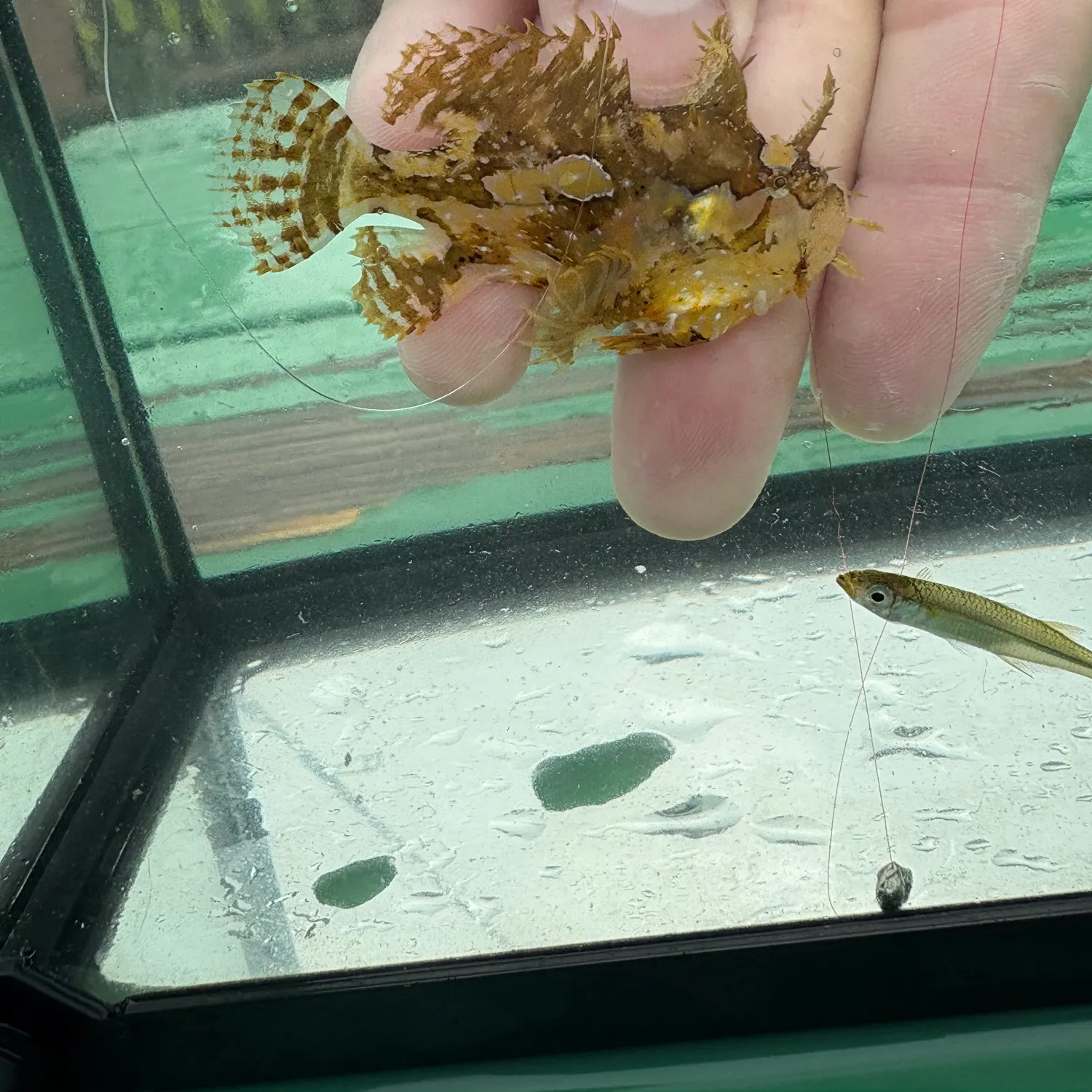 The most recent Sargassumfish catches on Fishbrain