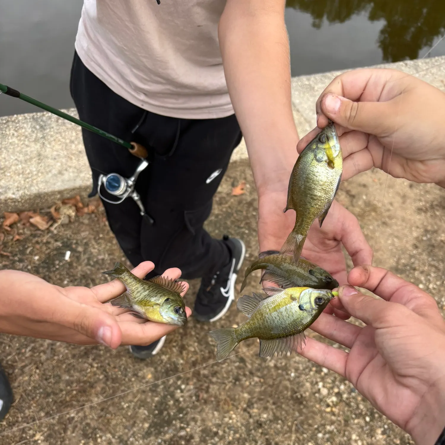 Bluegill caught on Fishbrain