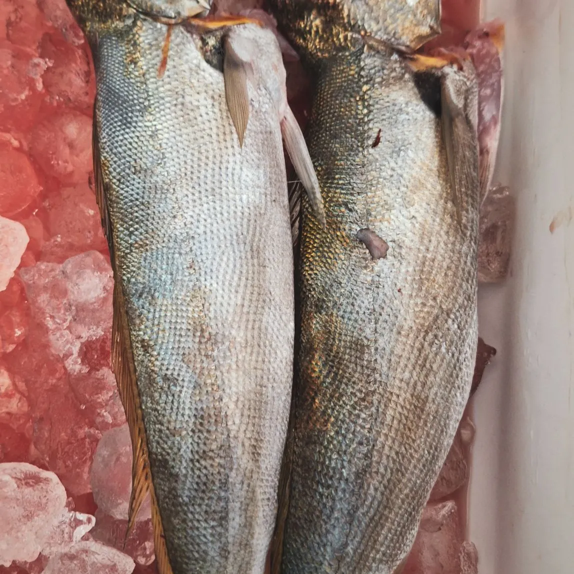 The most recent Geelbeck croaker catches on Fishbrain