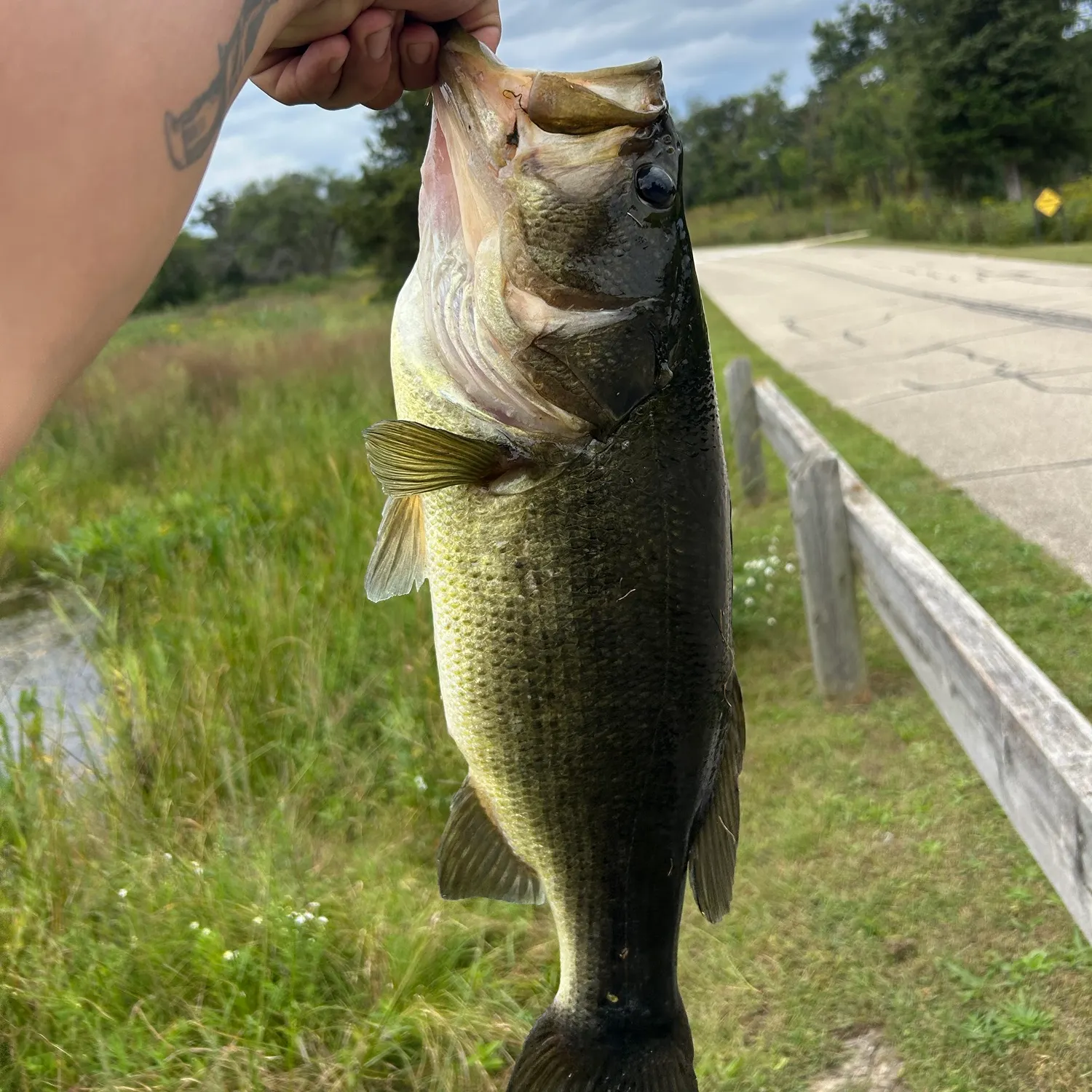 Largemouth bass caught on Fishbrain