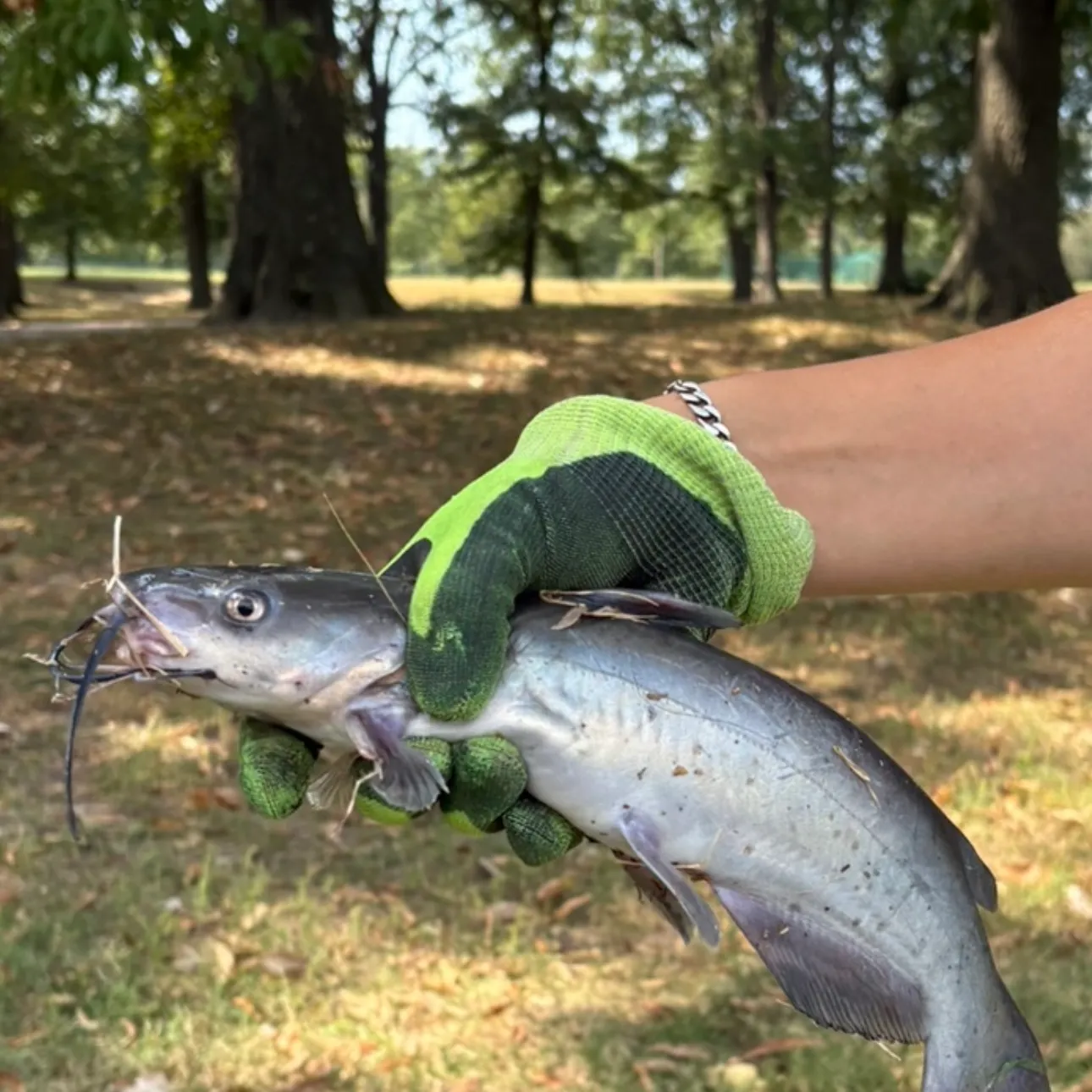 Channel catfish caught on Fishbrain