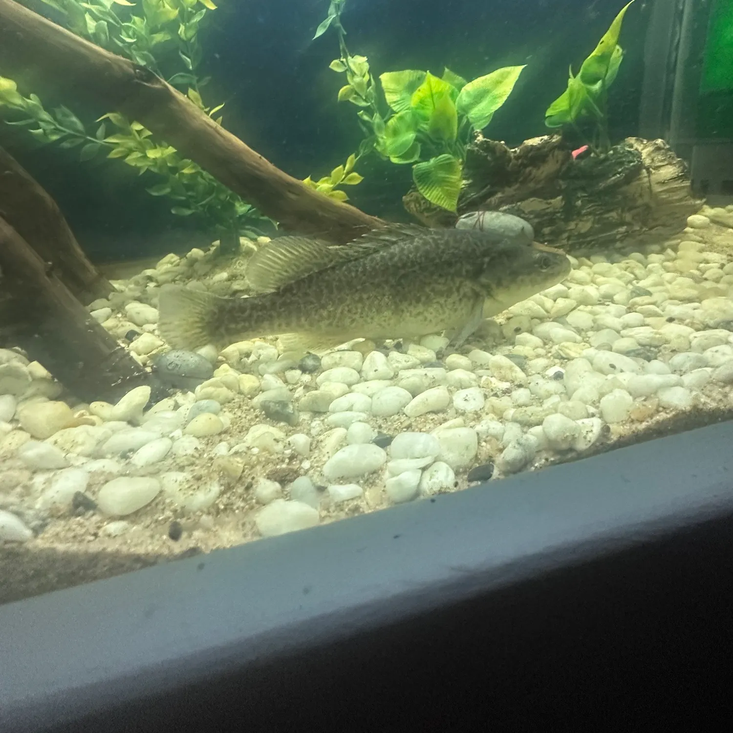 The most recent Murray cod catches on Fishbrain