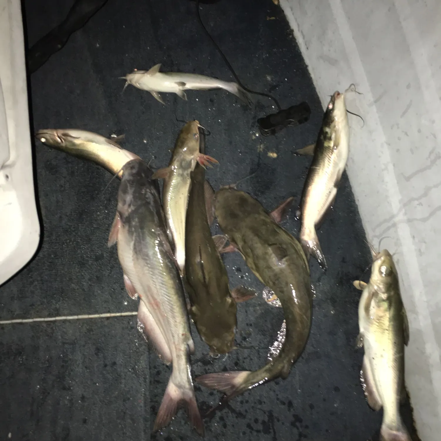 recently logged catches