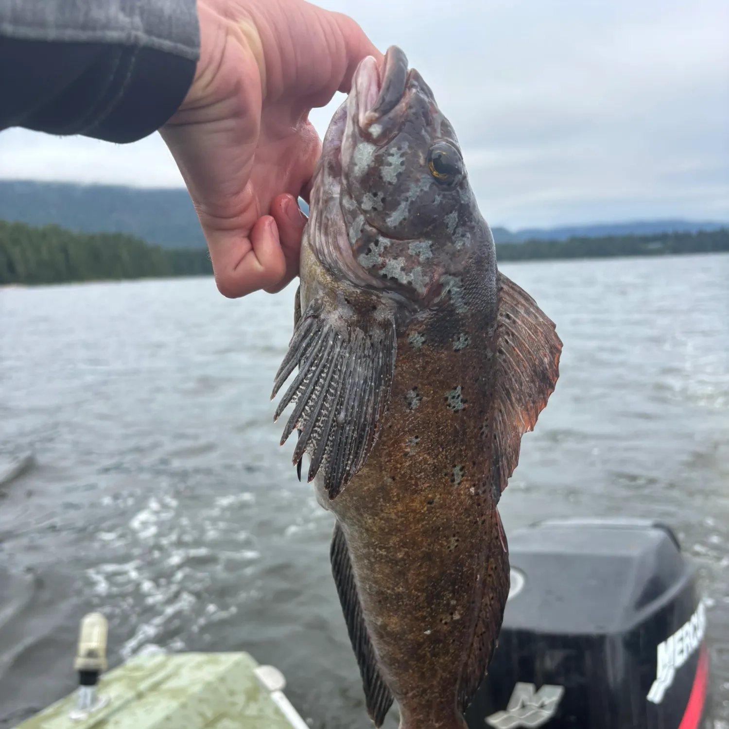 The most recent Whitespotted greenling catches on Fishbrain
