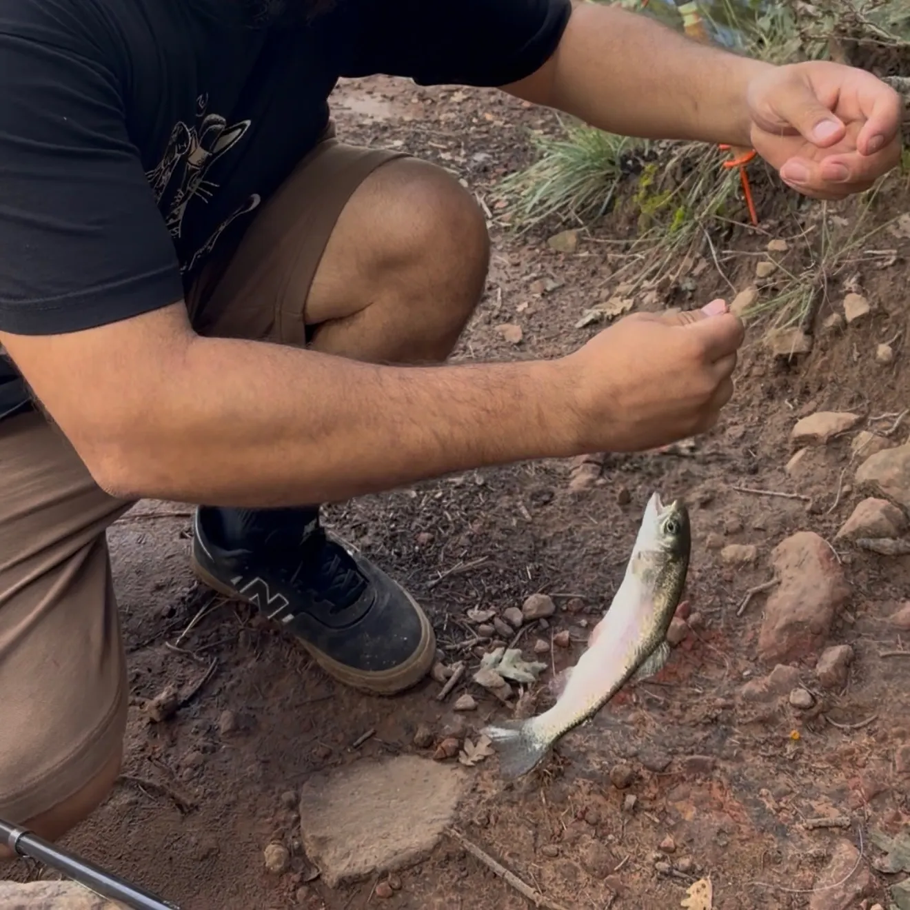 Rainbow trout caught on Fishbrain