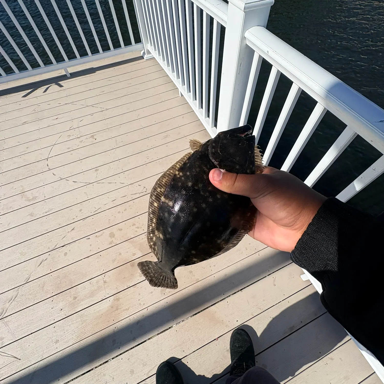 The most recent Summer flounder catches on Fishbrain