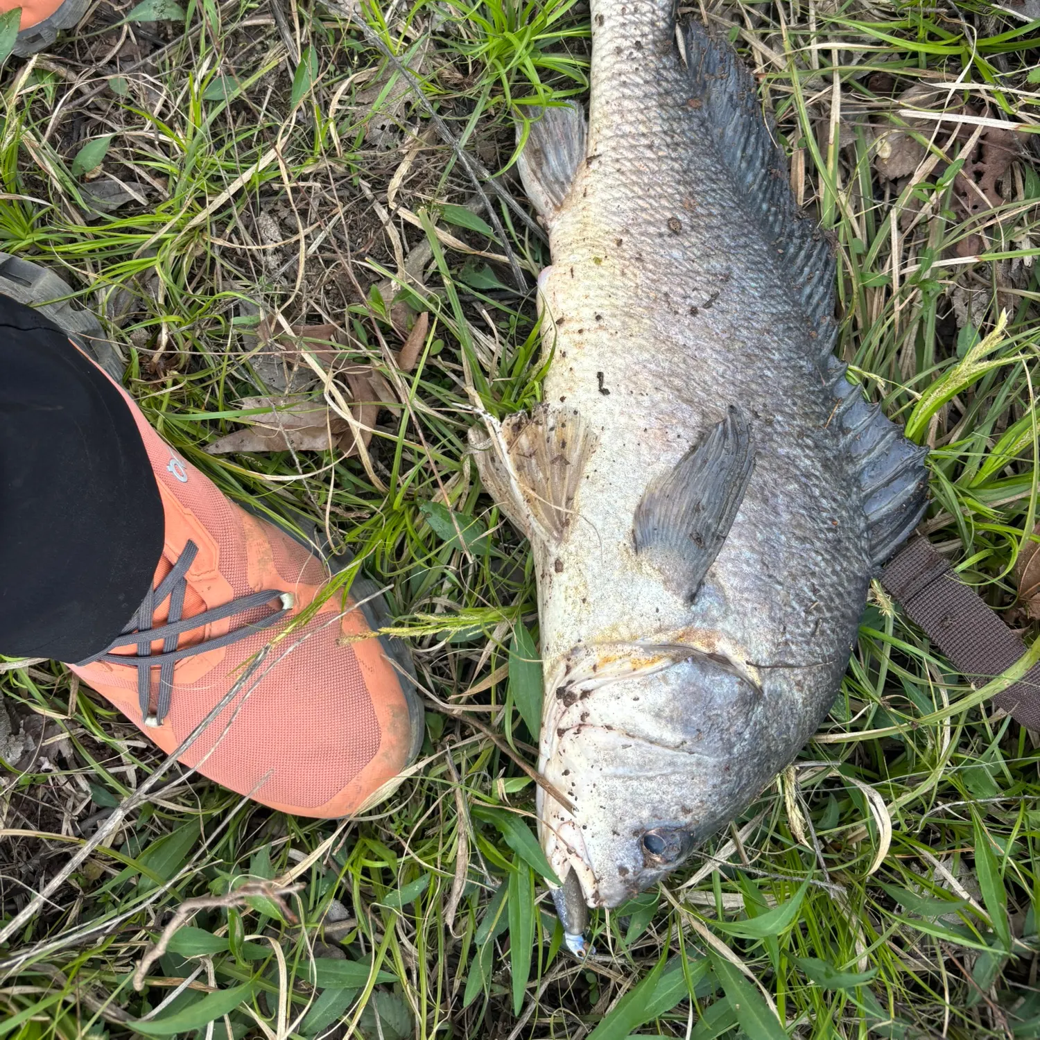 The most recent Freshwater drum catches on Fishbrain