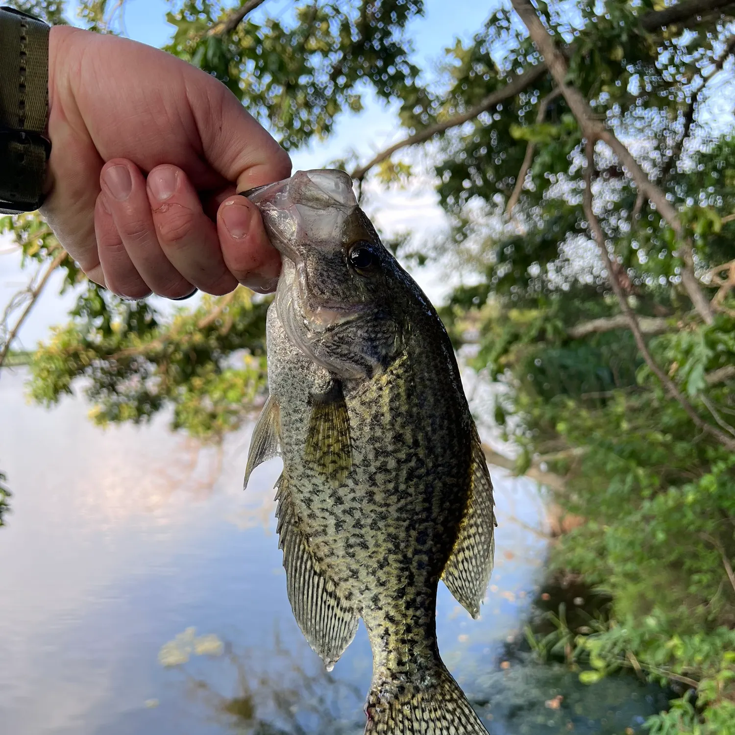 The most recent Black crappie catches on Fishbrain