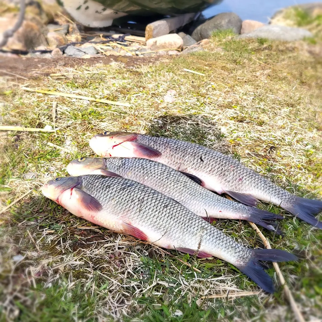most liked catch image