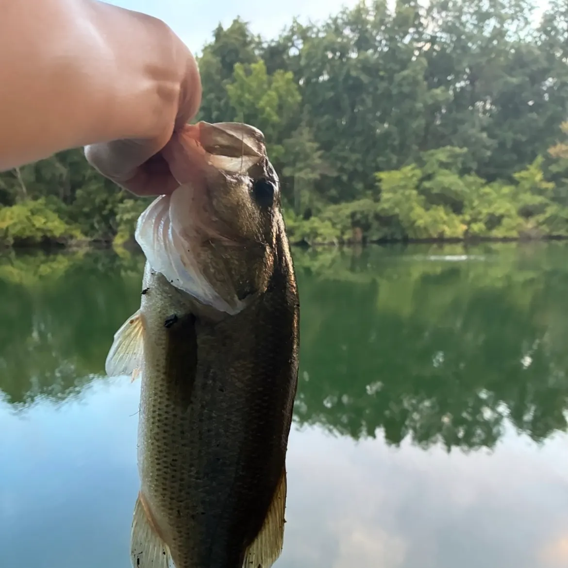 Largemouth bass caught on Fishbrain