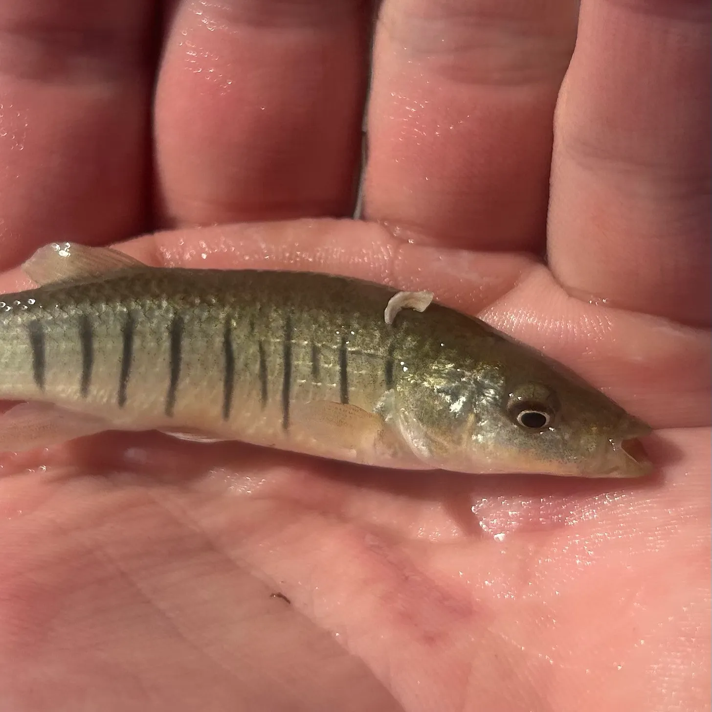 Striped killifish caught on Fishbrain
