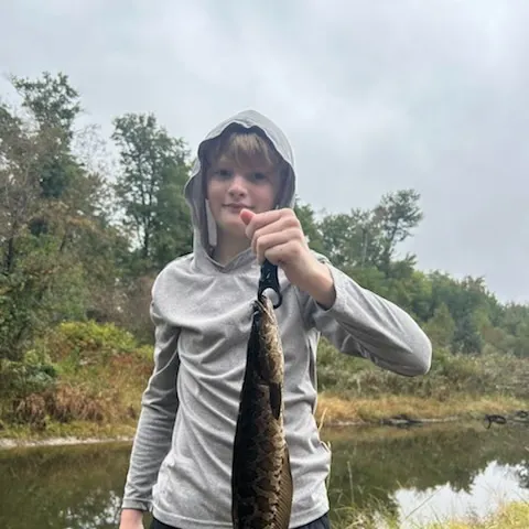 Northern snakehead caught on Fishbrain