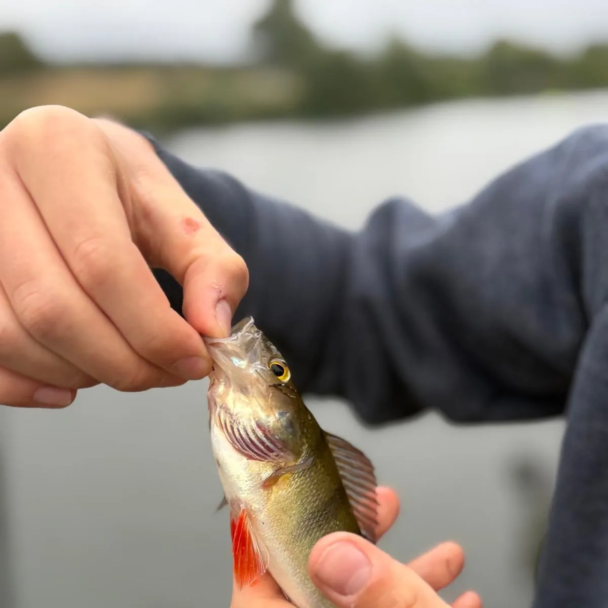 European perch caught on Fishbrain