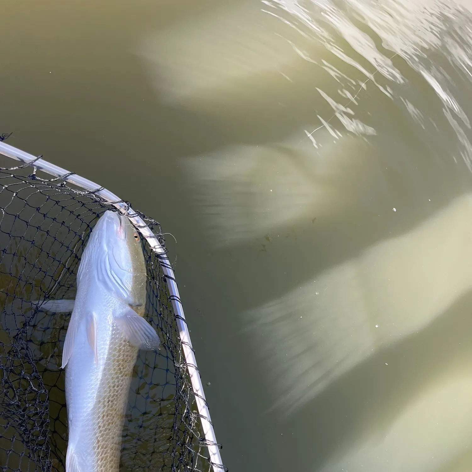 Fish caught on Fishbrain