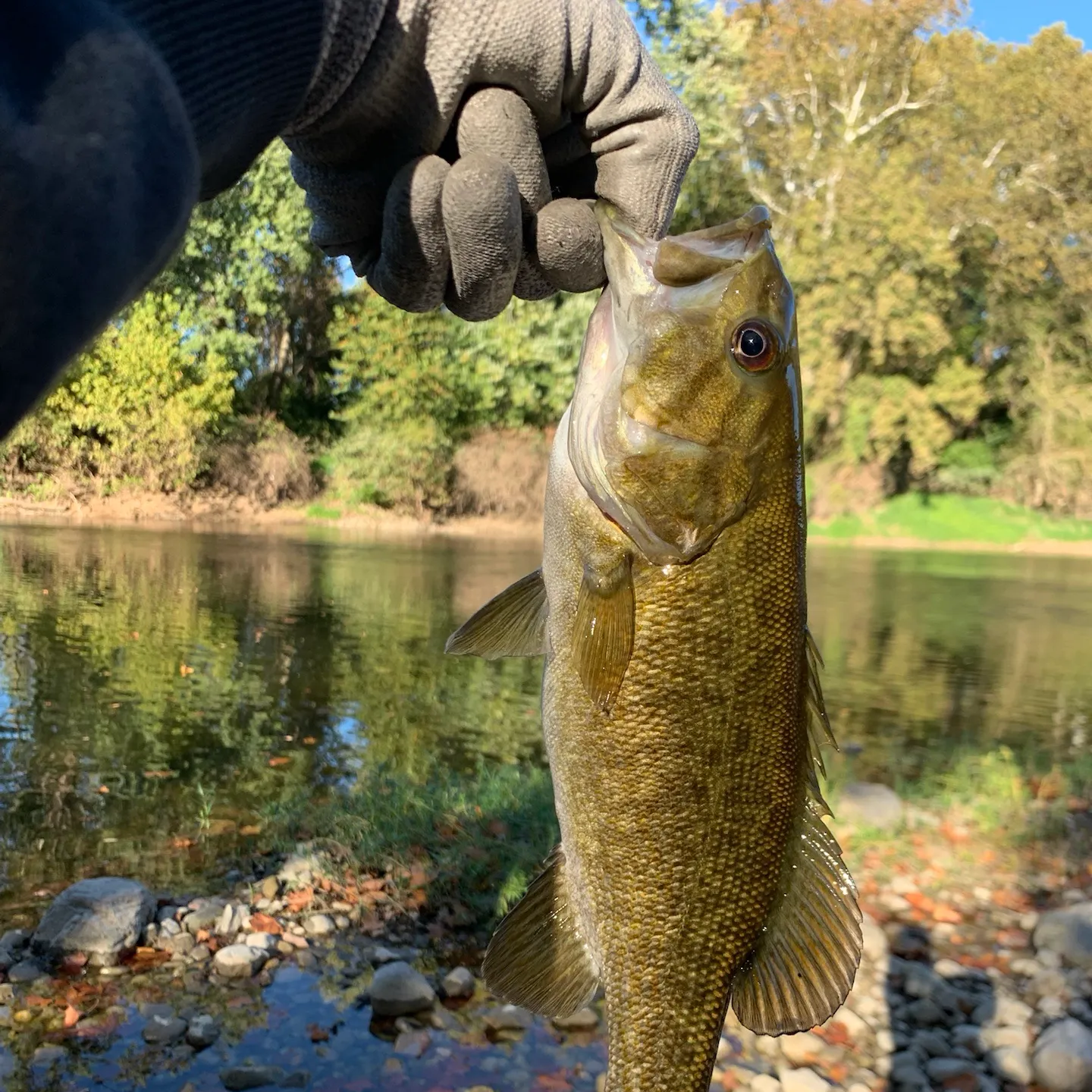 Smallmouth bass caught on Fishbrain
