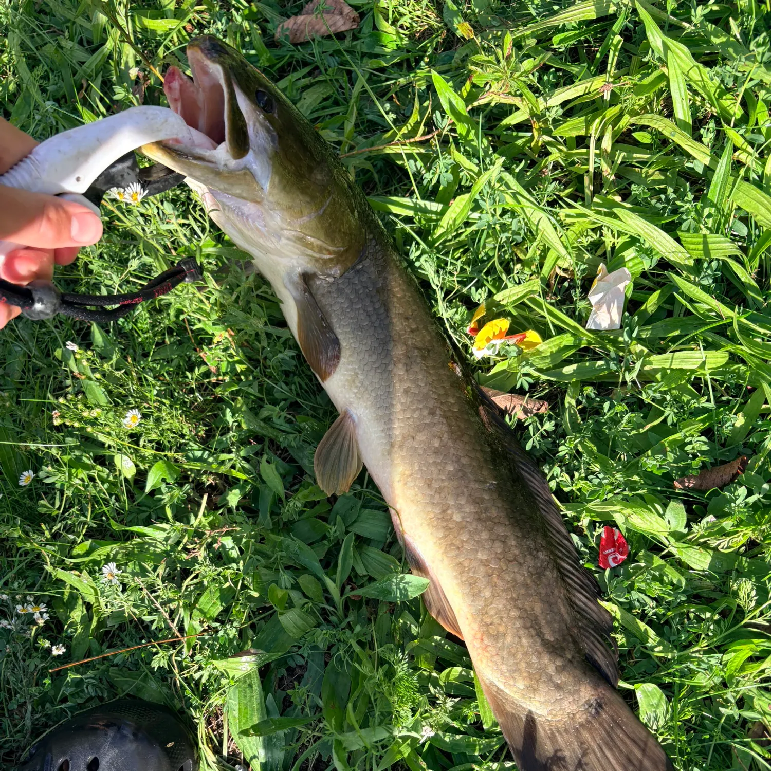 Eyetail bowfin caught on Fishbrain