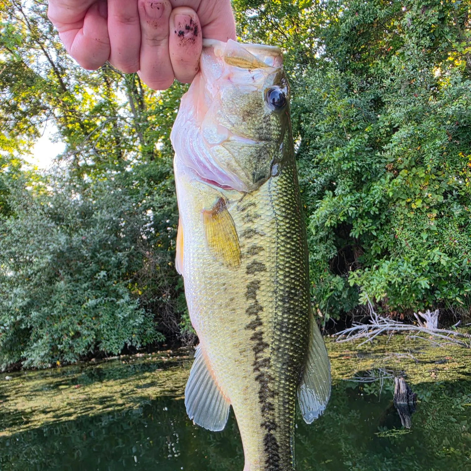 Largemouth bass caught on Fishbrain