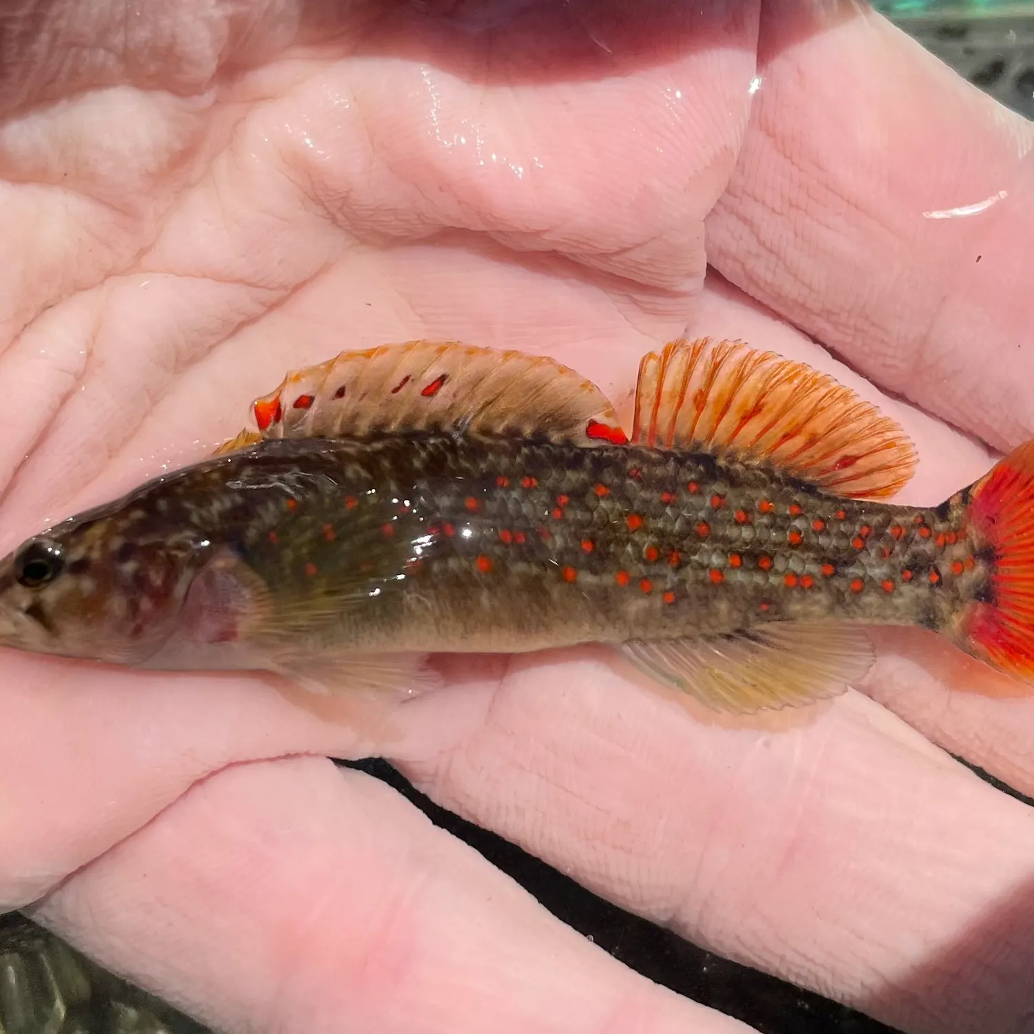 The most recent Wounded darter catches on Fishbrain