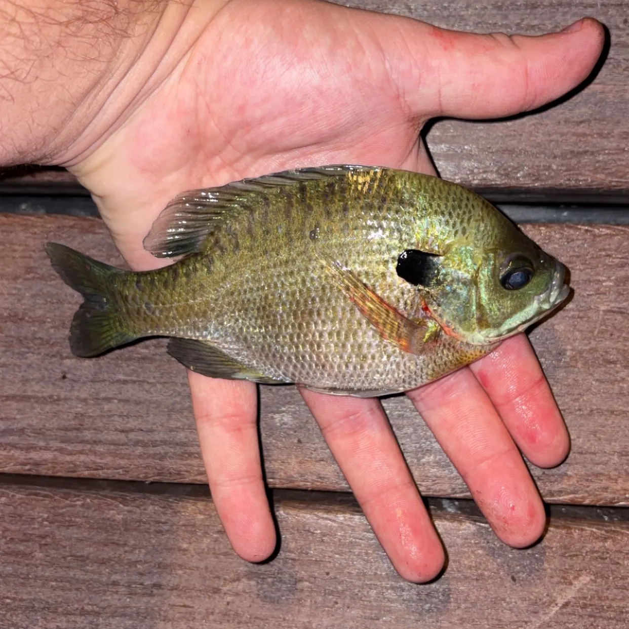 Bluegill caught on Fishbrain