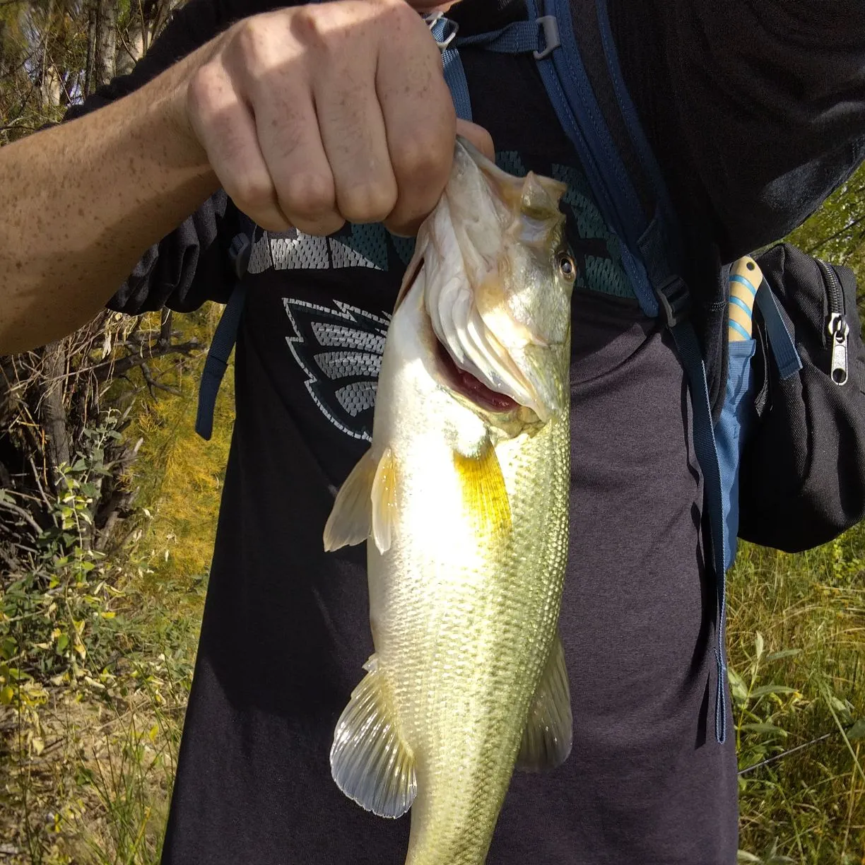 Largemouth bass caught on Fishbrain