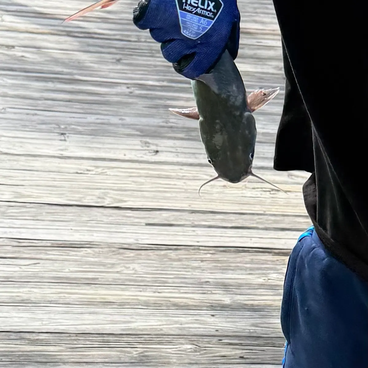 Hardhead sea catfish caught on Fishbrain