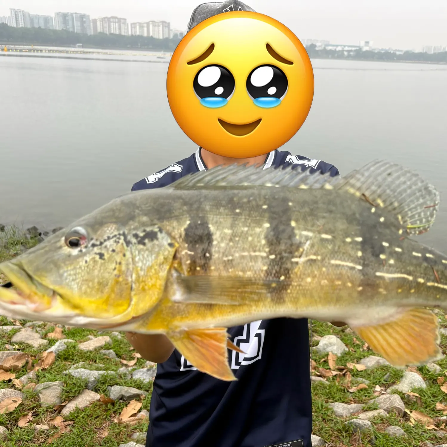 The most recent Speckled peacock bass catches on Fishbrain