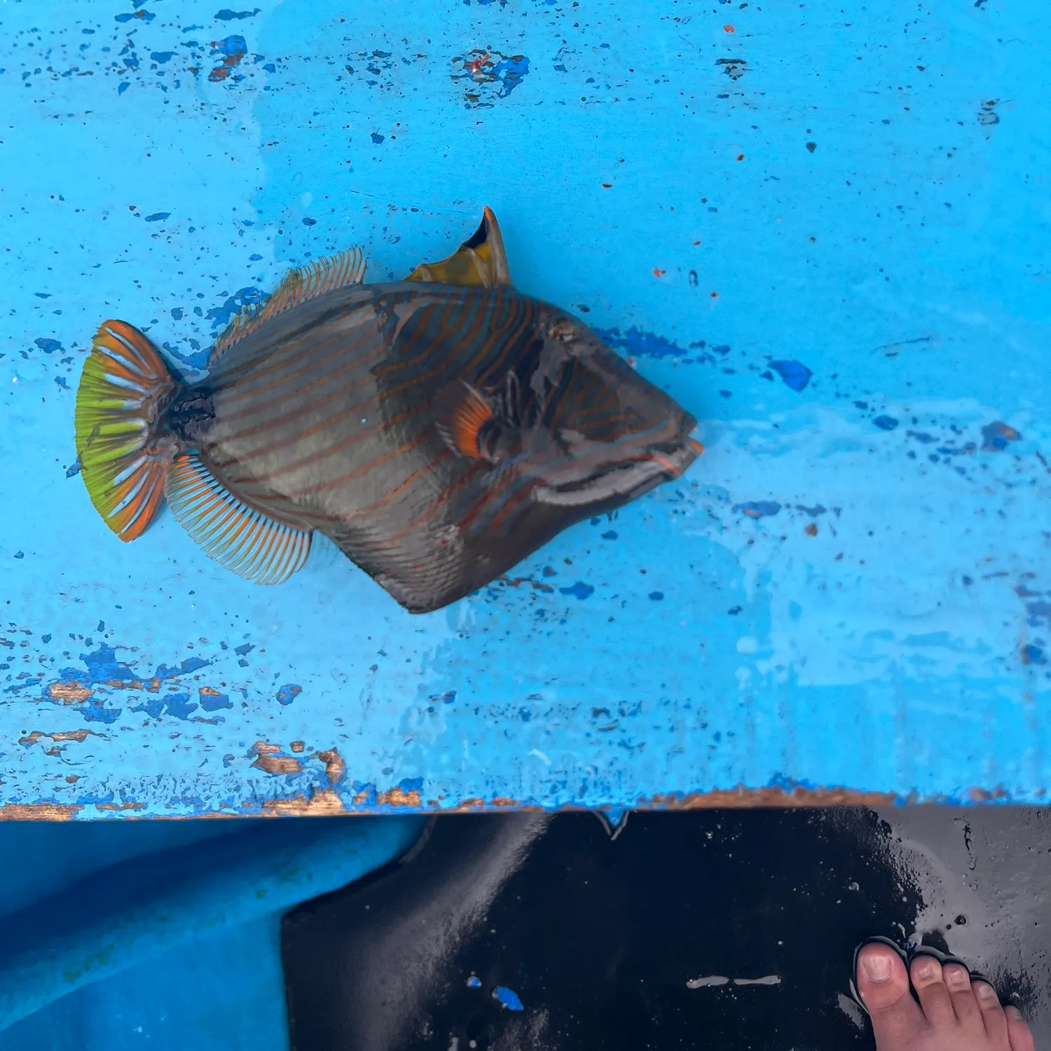 The most recent Orange-lined triggerfish catches on Fishbrain