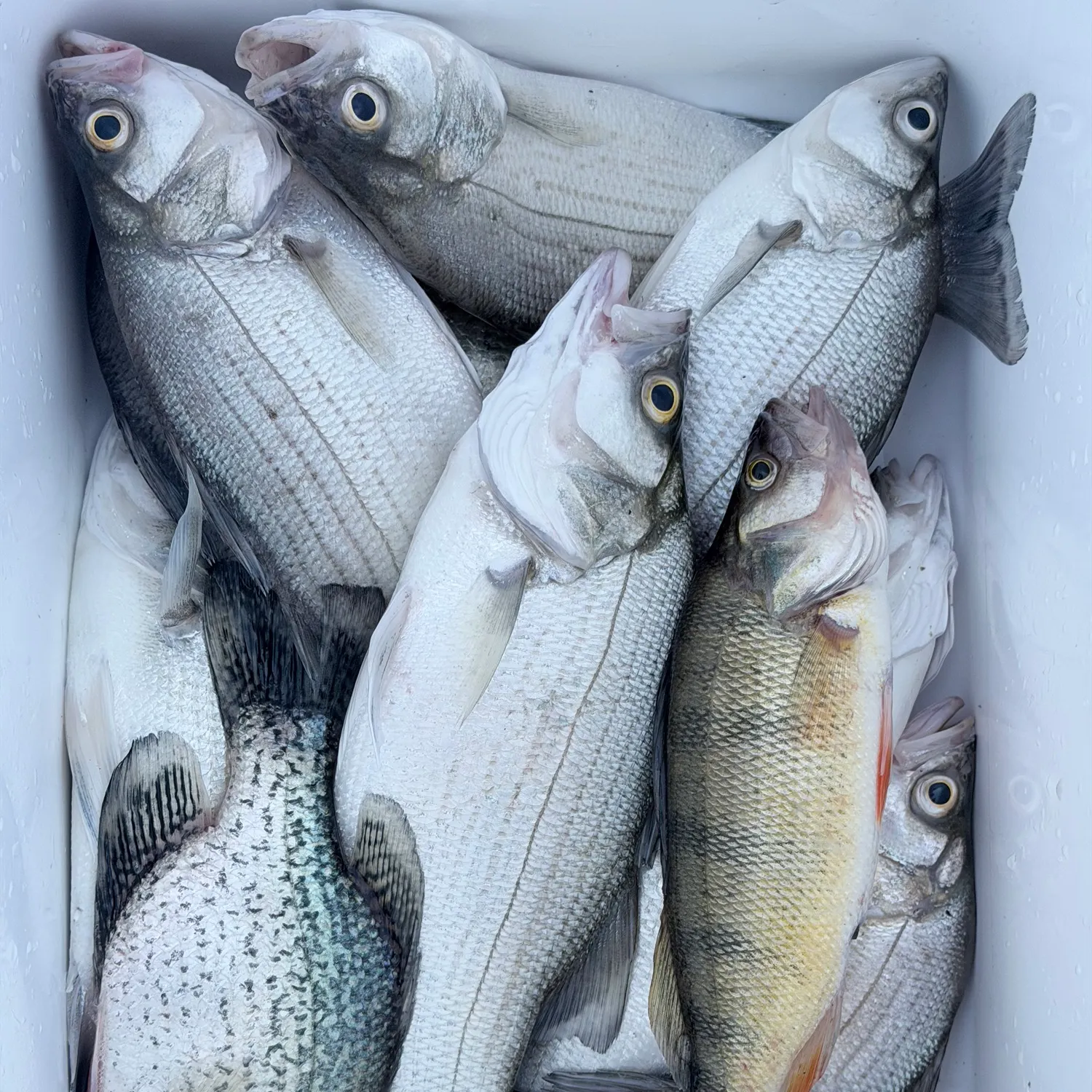recently logged catches