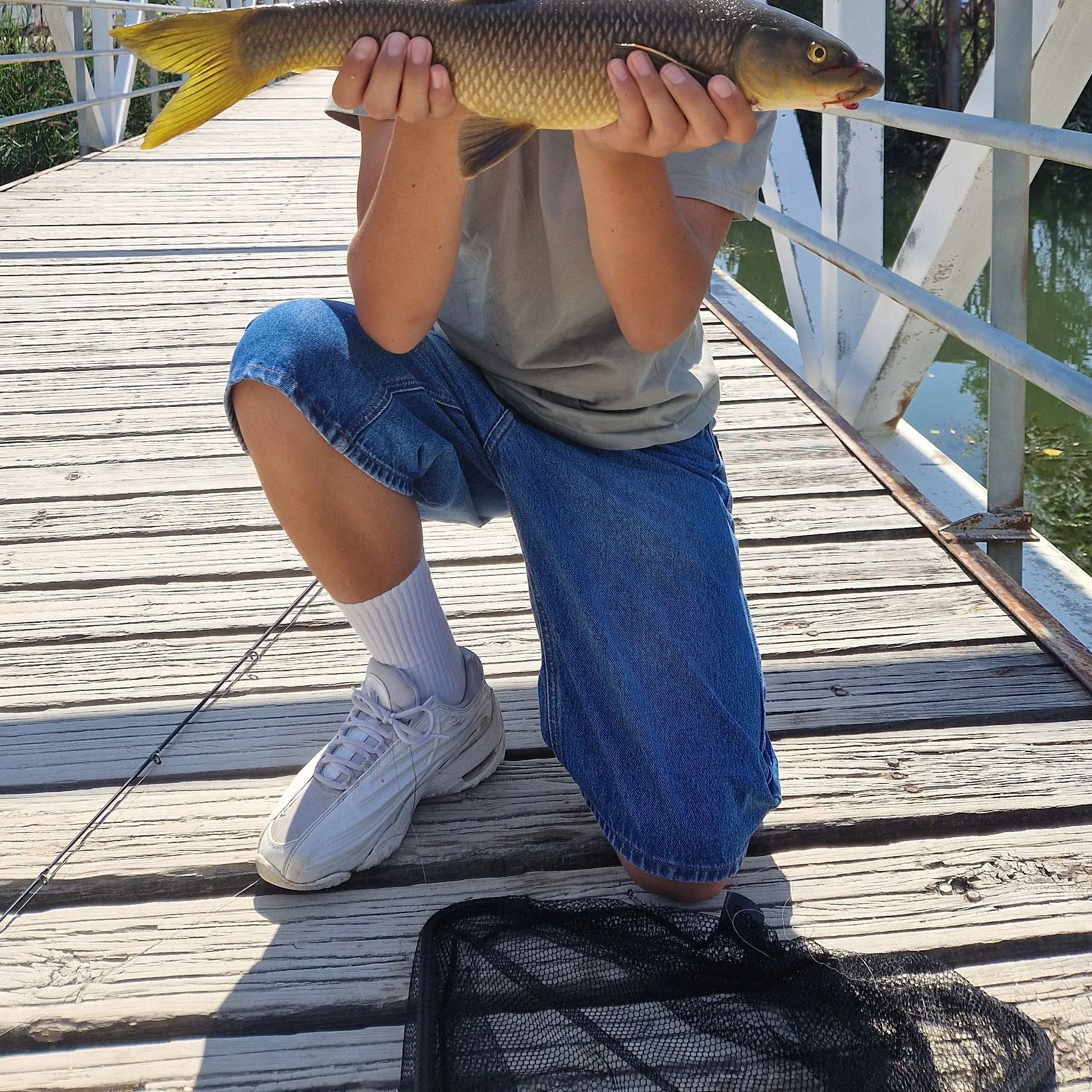 The most recent Common barbel catches on Fishbrain