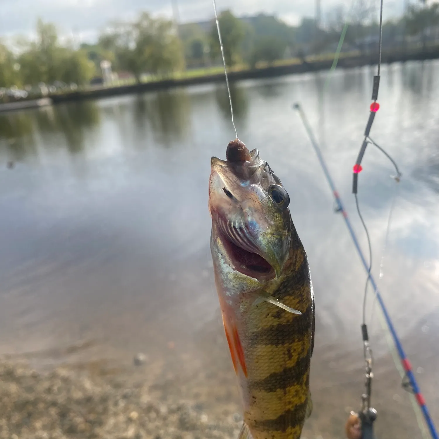 Yellow perch caught on Fishbrain