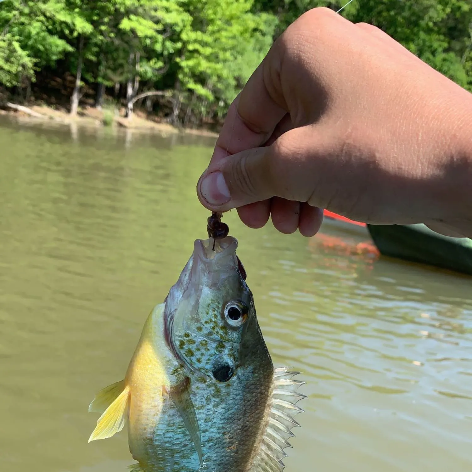 angler catch