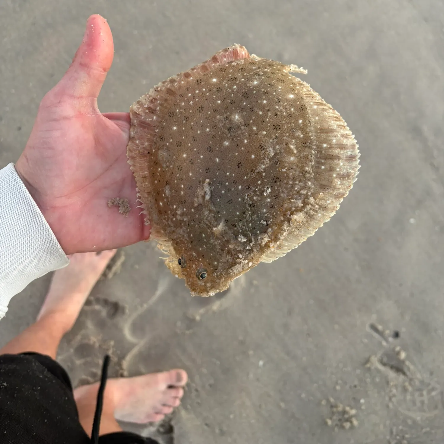 The most recent Windowpane flounder catches on Fishbrain