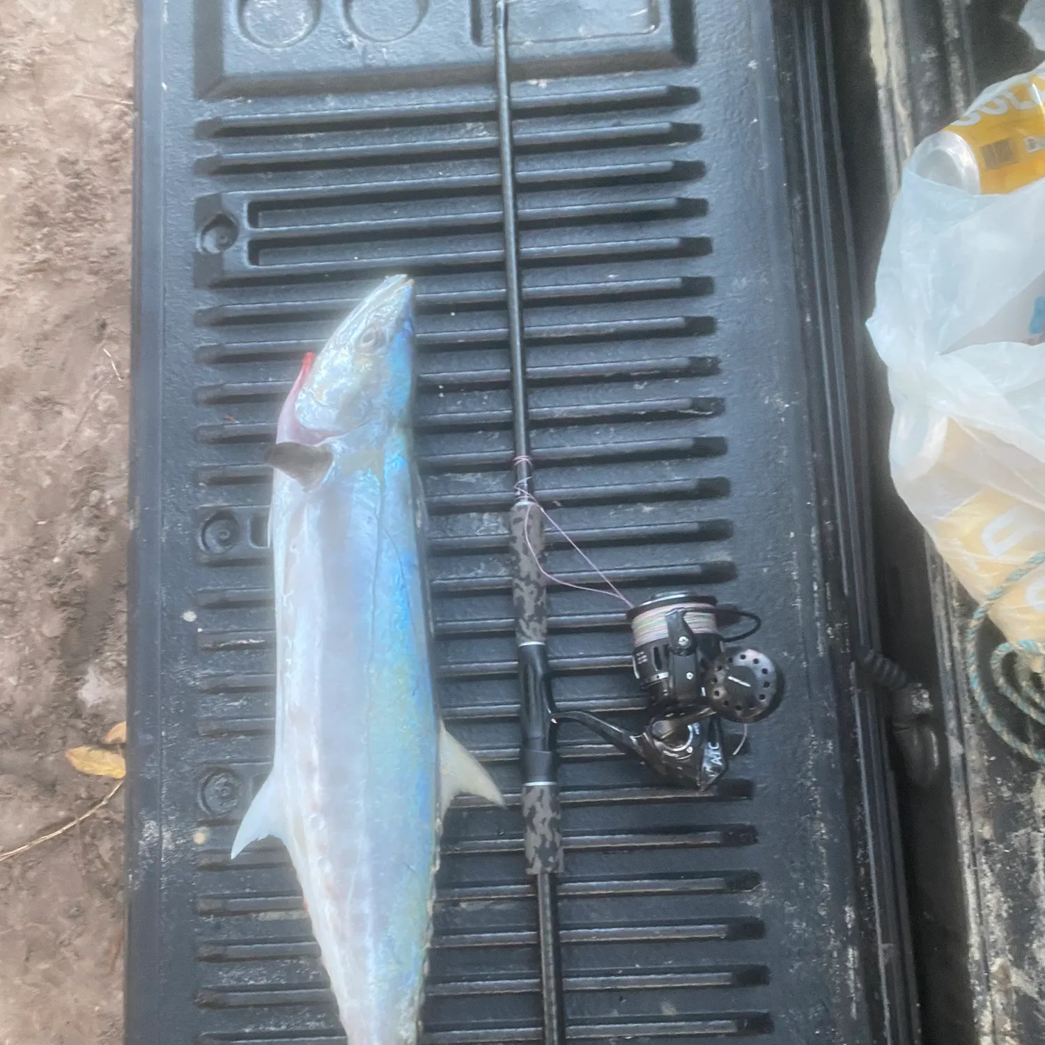 The most recent Narrow-barred Spanish mackerel catches on Fishbrain