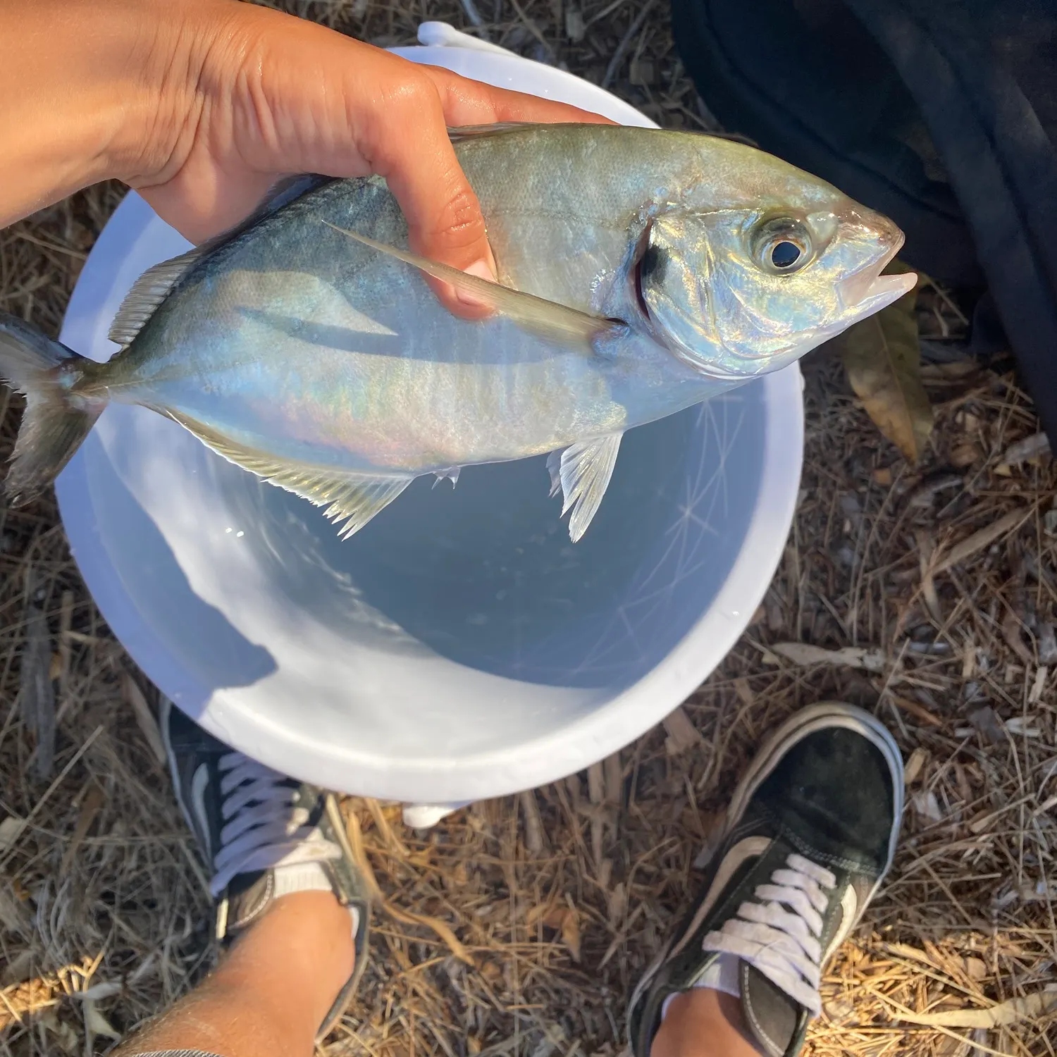 White trevally caught on Fishbrain