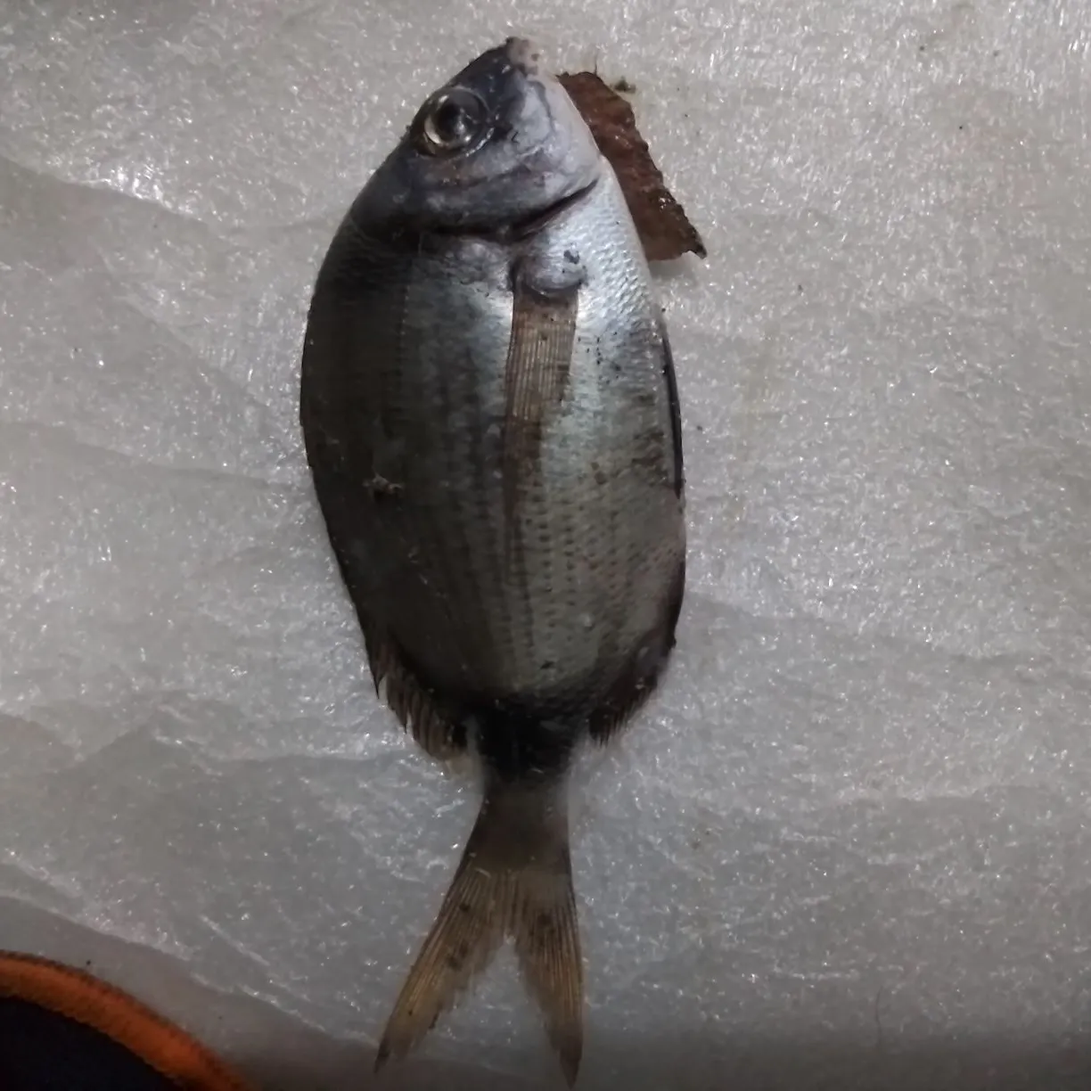 Saddled seabream caught on Fishbrain