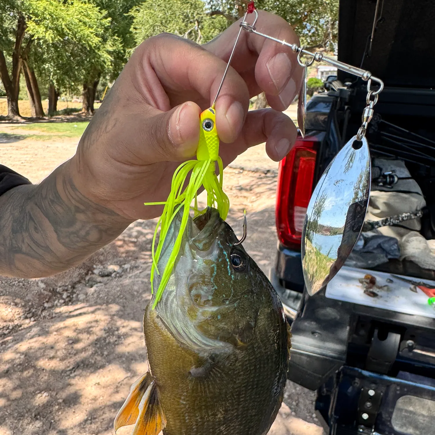 recently logged catches