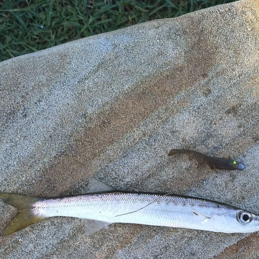 The most recent Longfin pike catches on Fishbrain