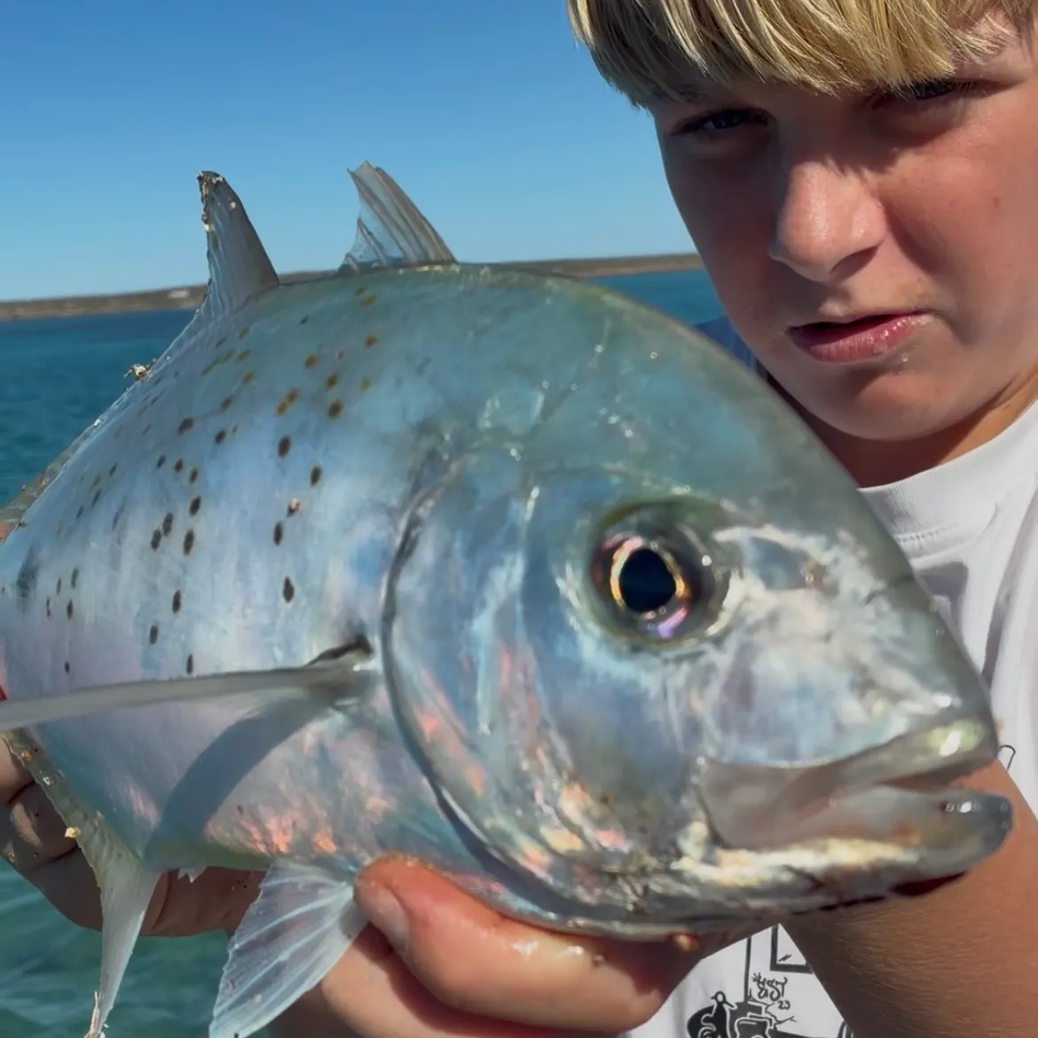 Bluefin trevally caught on Fishbrain