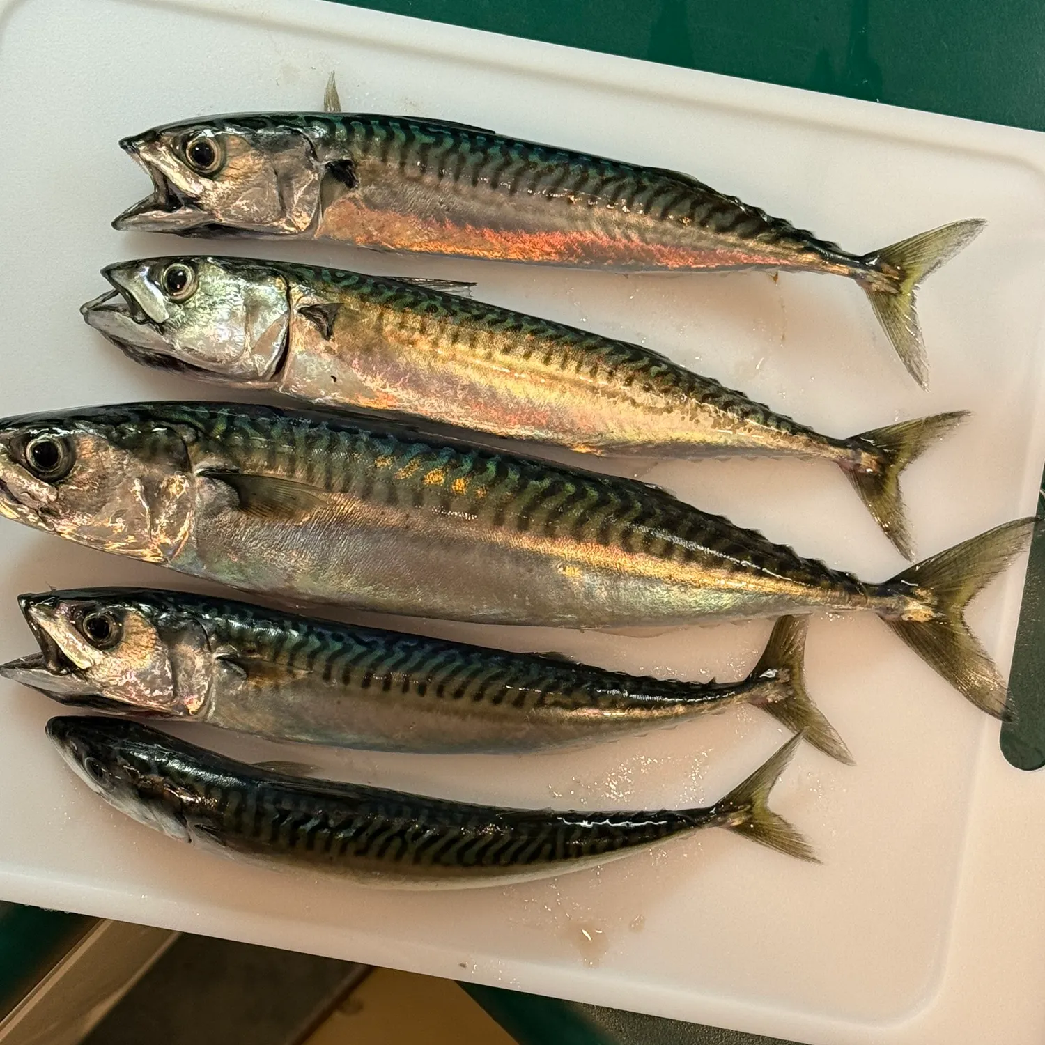 Atlantic mackerel caught on Fishbrain
