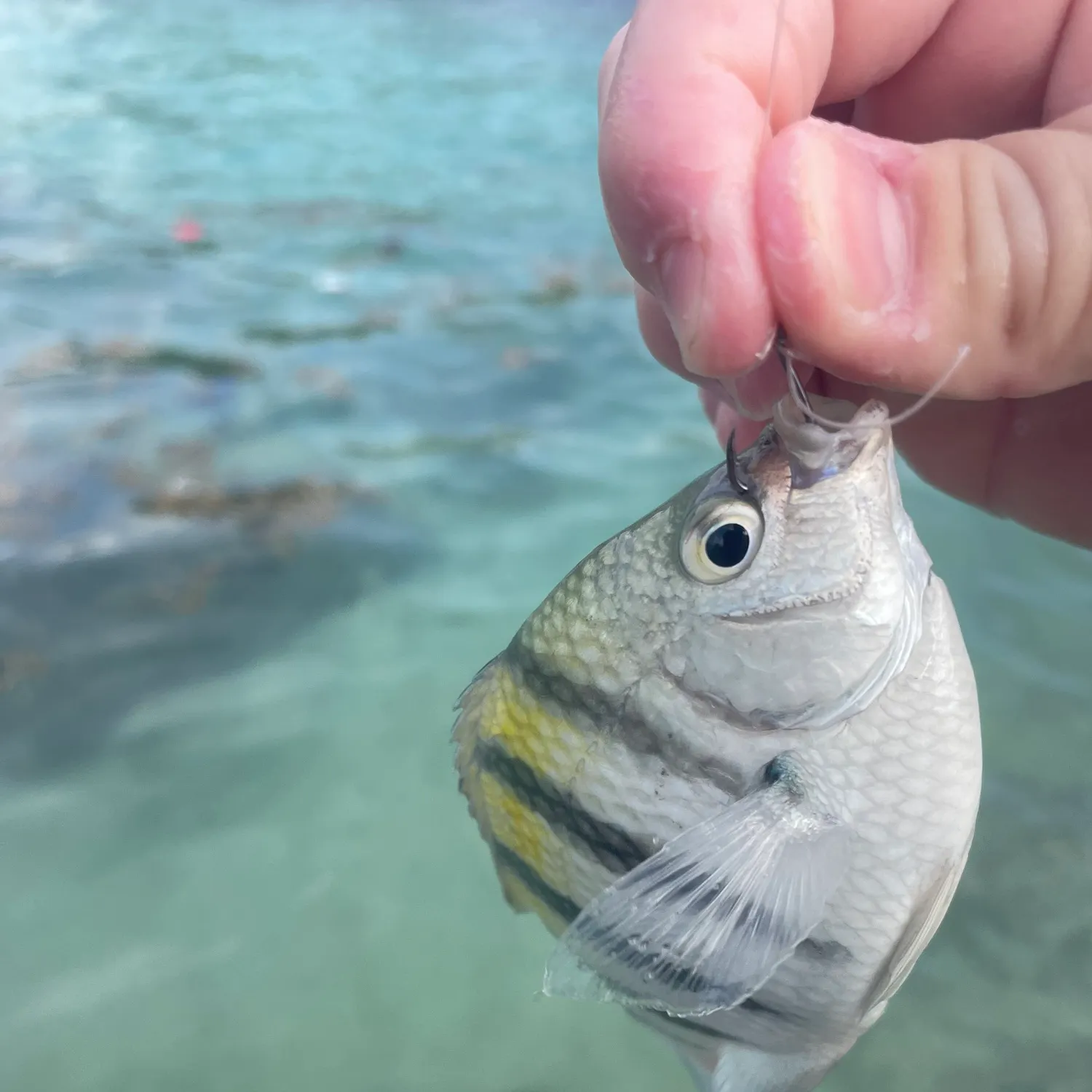 The most recent Sergeant-major catches on Fishbrain