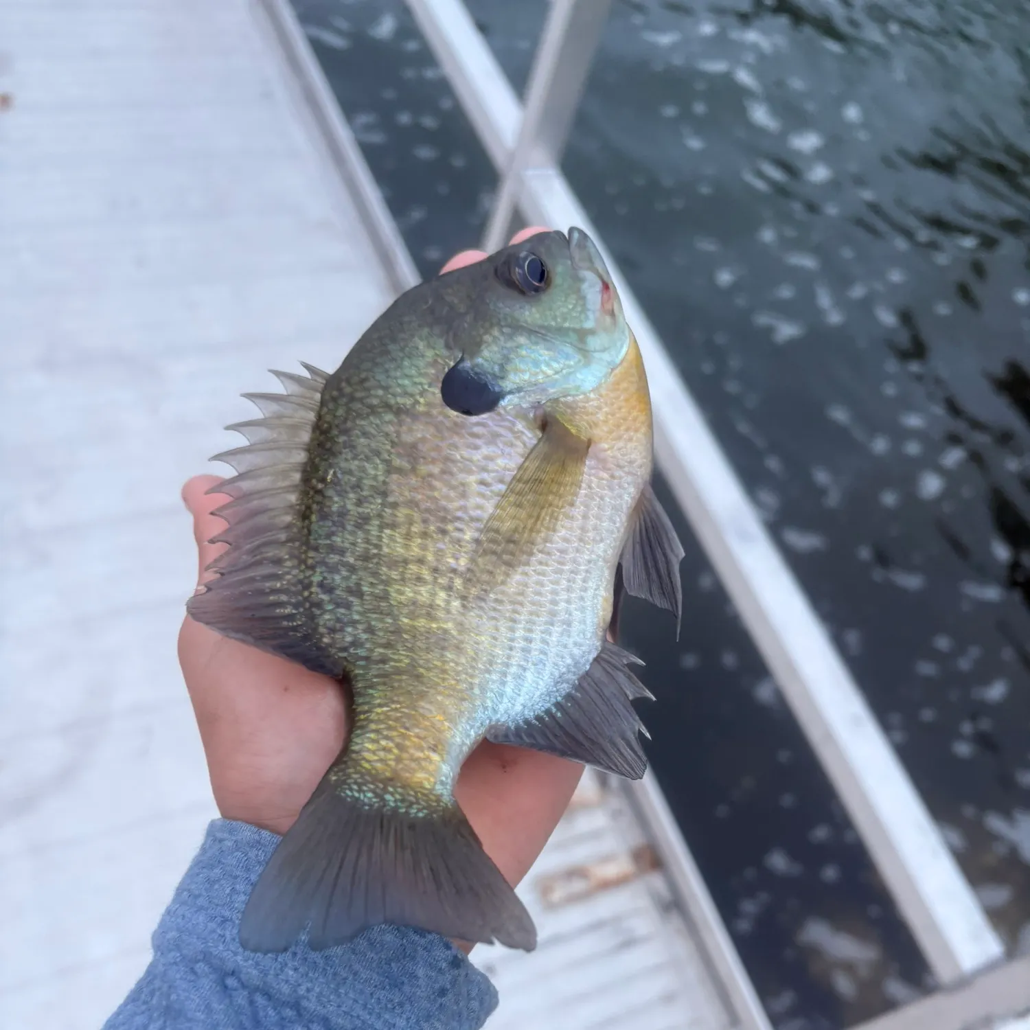 Bluegill caught on Fishbrain