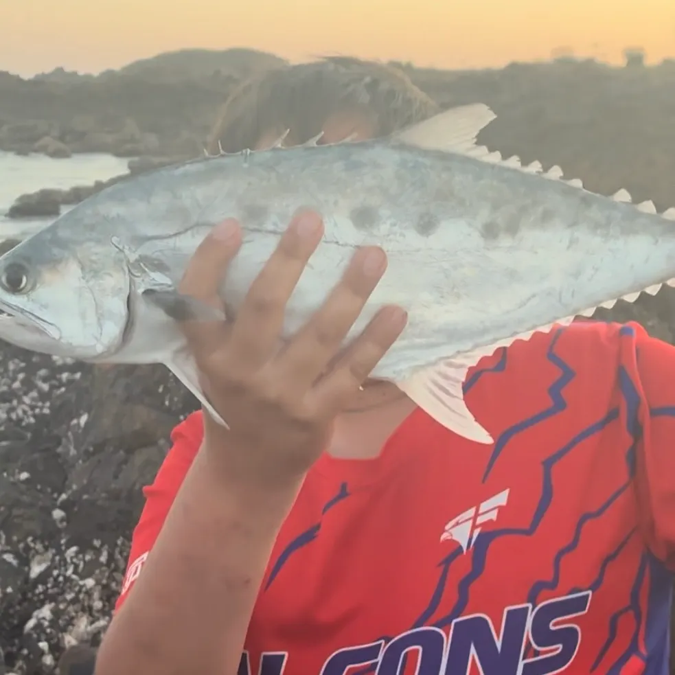 The most recent Talang queenfish catches on Fishbrain