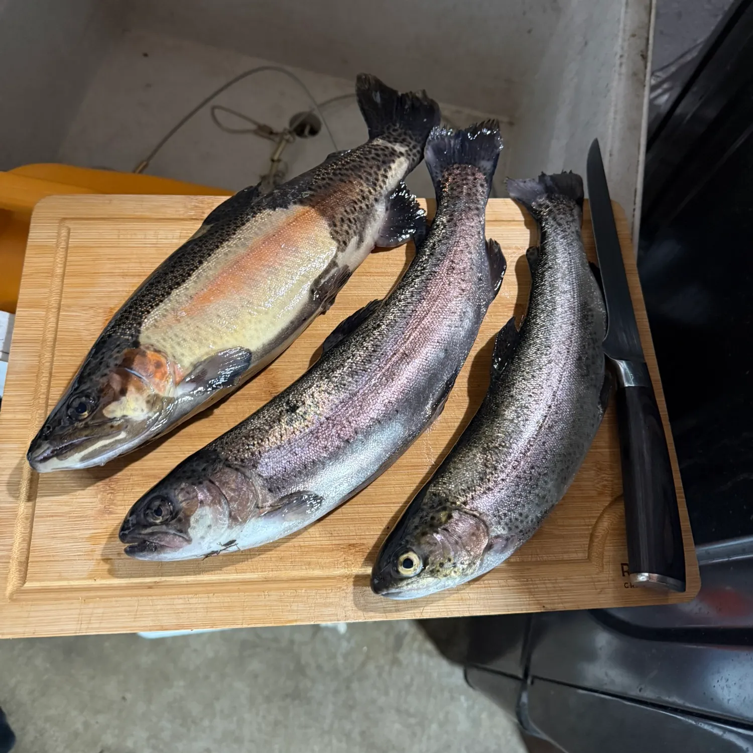 recently logged catches