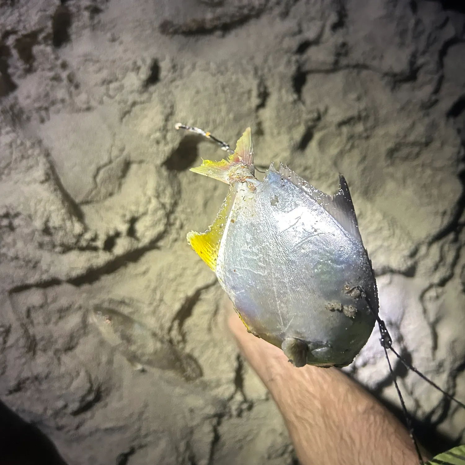The most recent Juan Fernandez trevally catches on Fishbrain